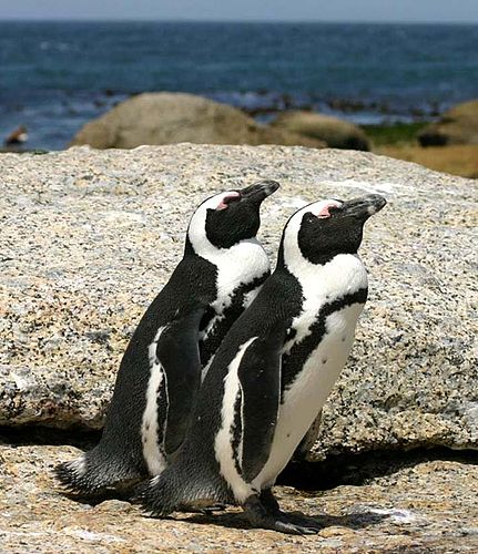 African penguin